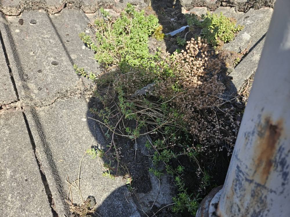 1066 Gutter Cleaning work